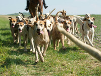 Hunt and Hounds 17
