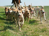 Hunt and Hounds 18