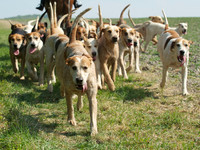 Hunt and Hounds 19