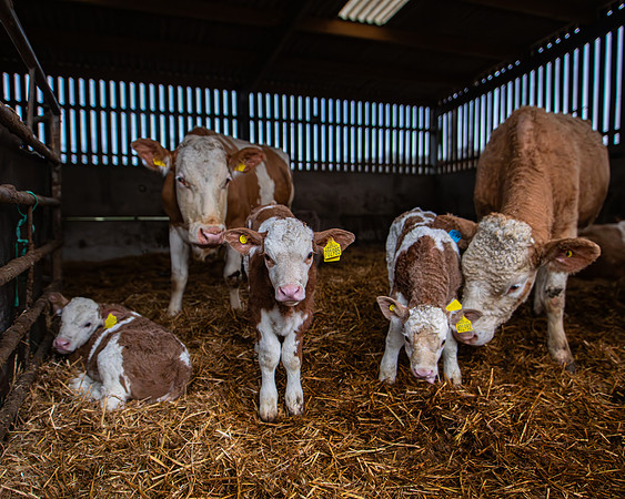 Lambing (63 of 111)