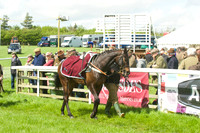 Race 2 - Open Maiden  8