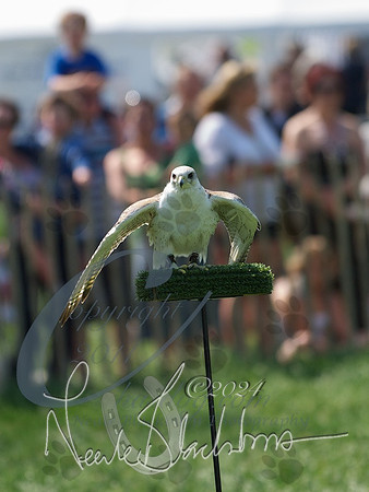 picture-15