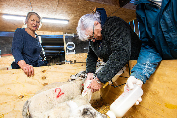 Lambing (38 of 111)