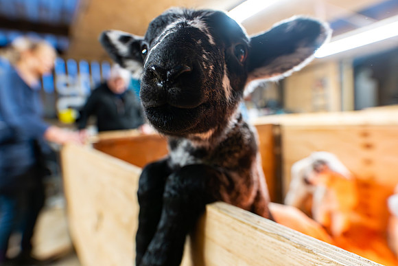 Lambing (45 of 111)