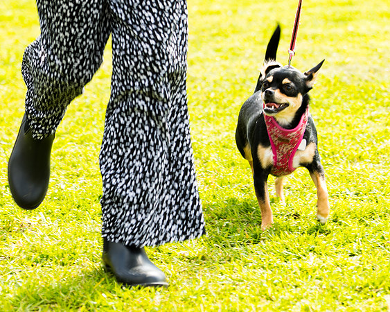 Dog show etc (58 of 157)