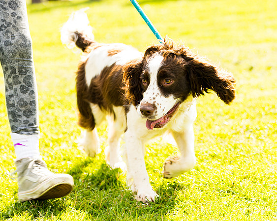 Dog show etc (72 of 157)
