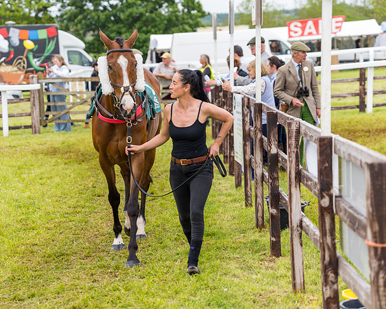 Race 7 - Veteran Horse conditions (36 of 244)