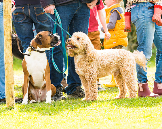 Dog show etc (88 of 157)