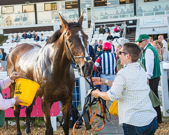 Race 5 - Whitw Swan Handicap (60 of 67)