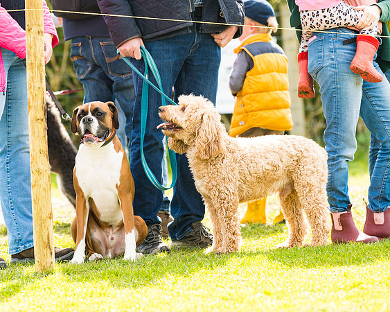 Dog show etc (85 of 157)