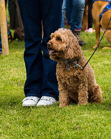 Dog show etc (115 of 157)