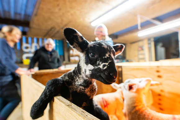 Lambing (49 of 111)