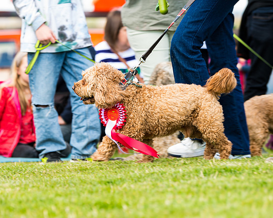 Dog show etc (142 of 157)