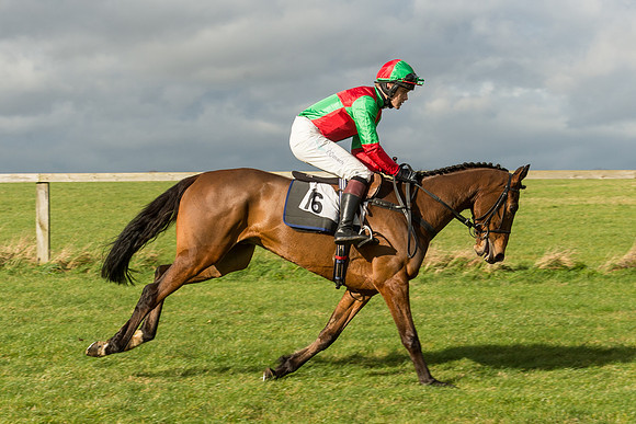 Race 2 - Young Horse Maiden (31 of 110).jpg