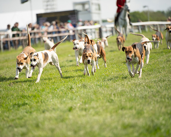 Race 4 - PPORA Novice Riders  (3 of 203)