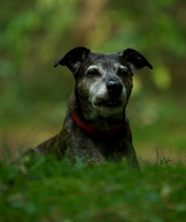 Pets 7