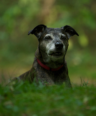 Pets 7