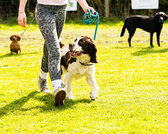 Dog show etc (71 of 157)