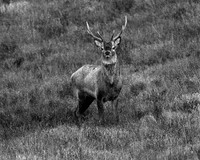 Stags 2014-1-4