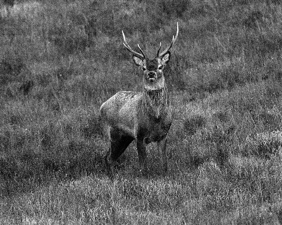 Stags 2014-1-4