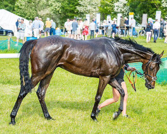 Race 6 - Open Maiden (318 of 346)
