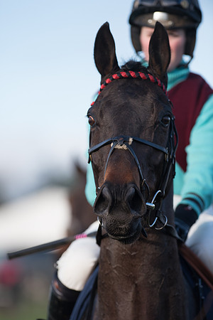 Race 5 - Restricted Race (17 of 107).jpg