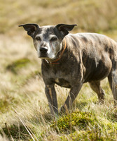 Poppy and pals 2014 -  10