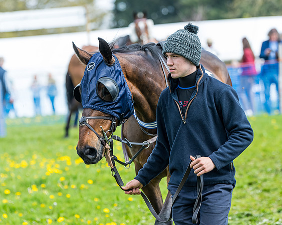 Race 2 - Veteran Horse  (20 of 82)