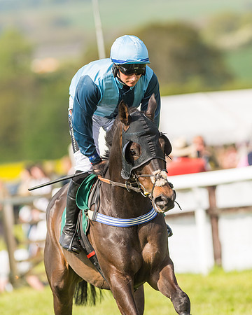 Race 5 - Restricted  (19 of 164)
