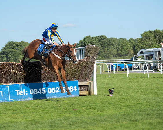 Race 1 - PPSA Open Hunter chase (50 of 78)