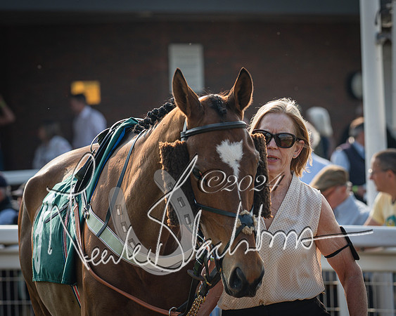 Race 2 - The Venatour sports travel intermediate point to point hunters’ steeplechase 5 year olds and over 3m2f (15 of 163)