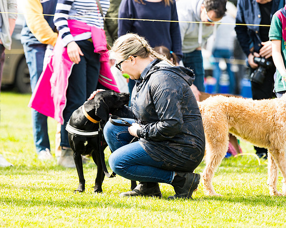 Dog show etc (93 of 157)