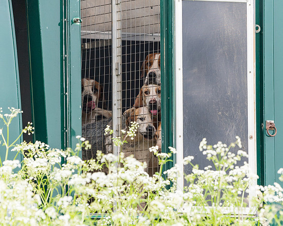 Hunt and Hounds (12 of 12)