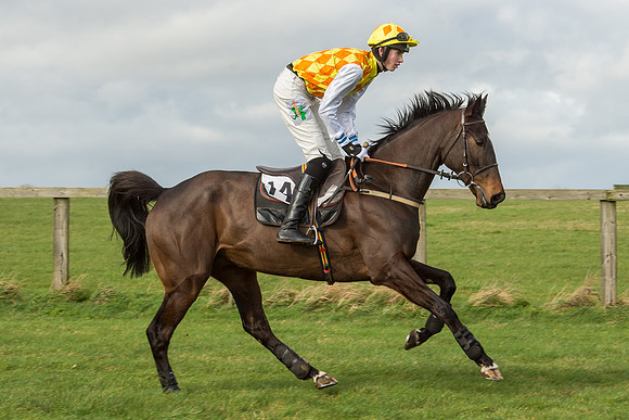 Race 2 - Young Horse Maiden (36 of 110).jpg
