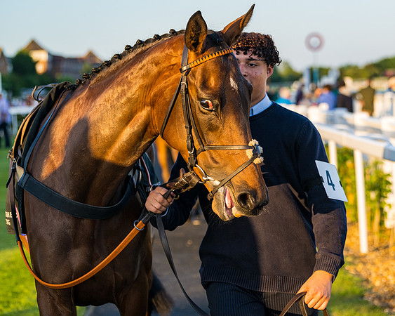Race 7 - ITM NH Flat Race (4 of 197)