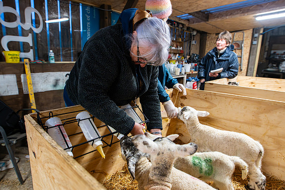 Lambing (42 of 111)