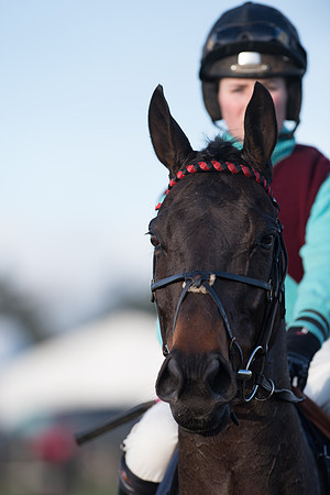 Race 5 - Restricted Race (16 of 107).jpg