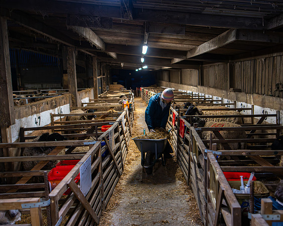 Lambing (99 of 111)