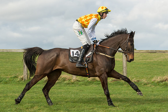 Race 2 - Young Horse Maiden (37 of 110).jpg