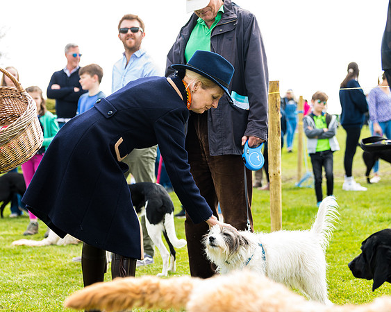 Dog show etc (100 of 157)