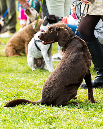 Dog show etc (112 of 157)