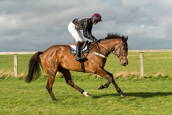 Race 2 - Young Horse Maiden (32 of 110).jpg