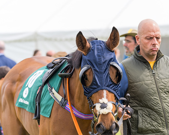 Race 2 - Owner-Trainer Conditions  (17 of 208)