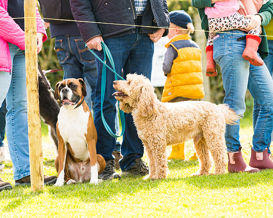 Dog show etc (84 of 157)