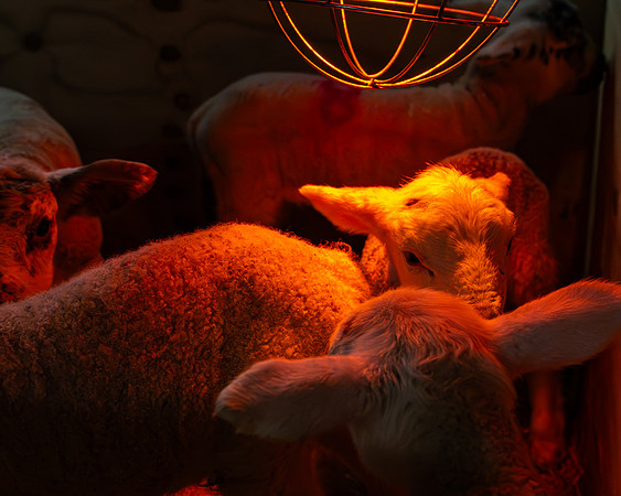 Lambing (53 of 111)