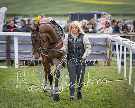 Race 2 - Tattersalls Cheltenham 4 year old Maiden (5 of 85)