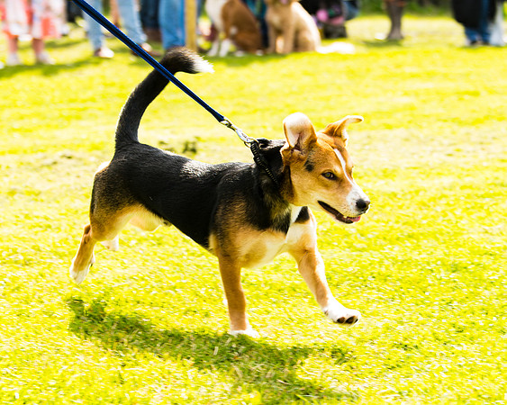 Dog show etc (69 of 157)