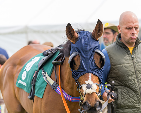 Race 2 - Owner-Trainer Conditions  (18 of 208)