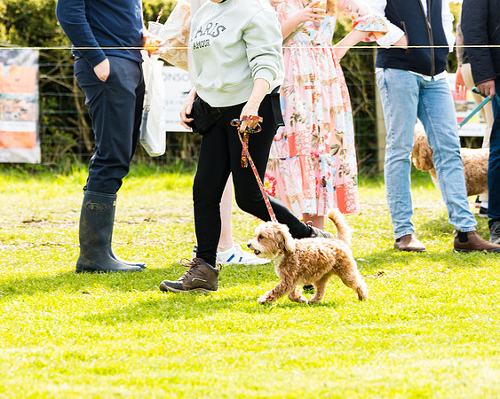 Dog show etc (61 of 157)