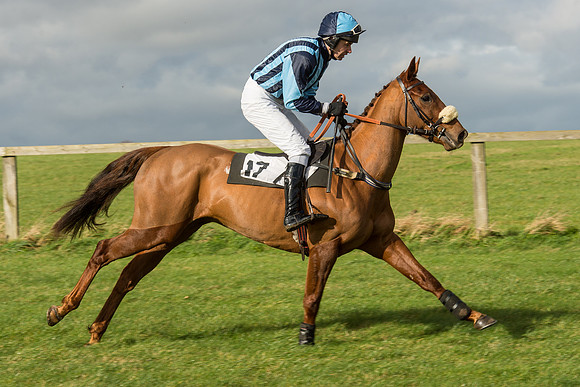 Race 2 - Young Horse Maiden (29 of 110).jpg